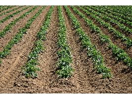  CyL hace efectivo el pago del anticipo del 70% de las ayudas PAC asociadas al sector ganadero y del 85% a zonas con limitaciones naturales