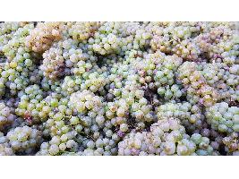  La vendimia en la DOP Vinos Gran Canaria supera en casi un 65% la producción de 2019 en este tramo del año