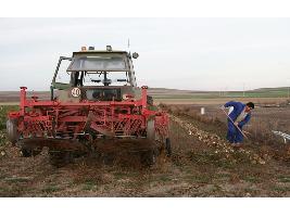 Solicitudes de la PAC: Los grandes cultivos evolucionan, con menos remolacha, trigo blando o alfalfa y más avena o colza