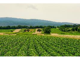 Agricultura sostenible, producir más con menos