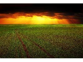 Agricultura pagará retrasos de las ayudas a ganadería y agricultura ecológica