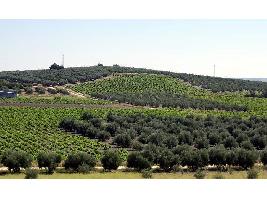 Desde Bruselas: más protección para los agricultores contra el comercio desleal