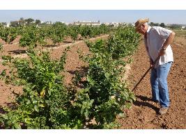 Nueva propuesta para que los jubilados dejen de cobrar la PAC y todo el dinero se destine al agricultor genuino