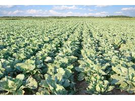 Autorizada la concesión de ayudas a inversiones materiales e inmateriales en transformación, comercialización y desarrollo de productos agrarios para 2019 y 2020