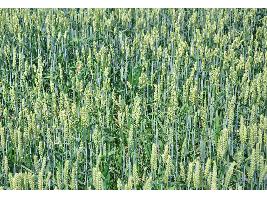 2.322 millones de toneladas de cereales se recogerán en el mercado mundial en 2024