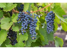 5 tips de por qué es importante, para el vino, la edad de la viña