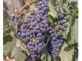 7 pistas para disfrutar Álava, tierra de excelentes vinos, en 2022