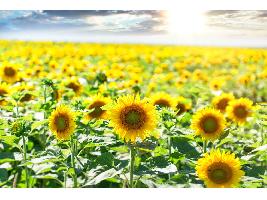 A veces hay buenas noticias: comienzan las siembras de los cultivos de primavera en León con unas buenas condiciones agronómicas