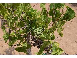 Acuerdo en UE para prolongar 15 años más, hasta 2045, la autorización de la plantación de viñedos.