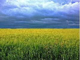 Acuerdo entre Gobierno y CCAA para incrementar la producción de cereales y proteaginosas y flexibilizar la entrada de materias primas