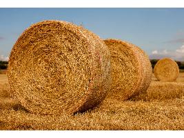 Agricultores y ganaderos pueden acogerse a las reducciones recogidas en el real decreto-ley por la sequía y en la orden de módulos del IRPF 2021