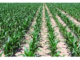 Agricultura acuerda repartir 295 millones entre las CCAA en programas de ayuda