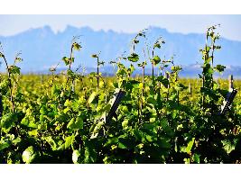 Agricultura publica en el BOE las limitaciones de nuevas plantaciones de viñedo para 2022