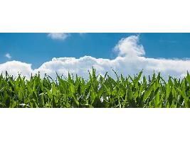 Agricultura sostenible: de qué se trata y por qué debemos conocerla
