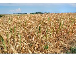 Agroseguro abona 112,6 millones en indemnizaciones a productores asegurados de cultivos herbáceos por los siniestros provocados por la sequía