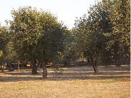 Algunas operaciones del aceite de oliva virgen extra alcanzan los 4.800 euros/tonelada