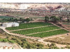 Alicante se viste de arte, vino y danza para celebrar el día de la moscatel