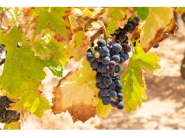 Almansa aumenta su producción un 30% en una vendimia récord