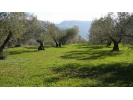 Andalucía defiende que el productor ecológico se considere ‘per se’ agricultor genuino en la nueva PAC