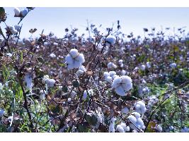 Andalucía destina 60 millones de euros a ayudas agroambientales de la PAC para los productores de algodón y remolacha
