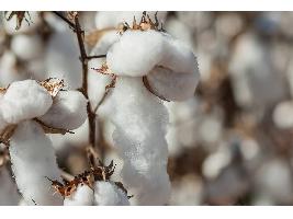 Andalucía lidera lo que puede ser una revolución en el sector algodonero: crear una marca de calidad propia