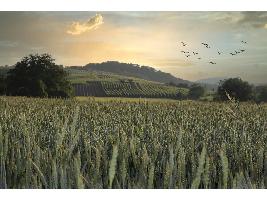 Arranque del curso agrario: UPA se centrará en el acuerdo de los ecoesquemas de la PAC y en la reforma de la Ley de la Cadena