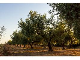 Begoña García destaca el sector del olivar como pieza clave para el desarrollo rural