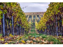 BIERZO, PRIMERA DENOMINACIÓN DE ORIGEN DE CASTILLA LEON EN OBTENER EL CERTIFICADO DE ACREDITACIÓN DE ENAC.