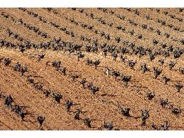 Bodegas de España y Portugal se unen para crear viñedos más fuertes