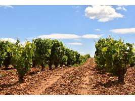 Bodegas y viticultores de Rueda se preparan para una vendimia excepcional