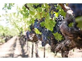 Bruselas amplía las medidas de apoyo al sector del vino para contrarrestar los efectos de la pandemia hasta final de 2023