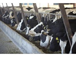 Casi 400 explotaciones se acercan a la agricultura regenerativa a través de la EIT Food con una apuesta por la agroganadería regenerativa