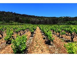 Castilla-La Mancha impulsa la transición digital en el sector vitivinícola. Un cambio que aumentará la trazabilidad y la garantía