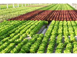 Castilla-La Mancha y Las Rozas (Madrid), los epicentros españoles de producción ecológica