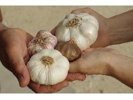 Comienza la recogida del ajo con una previsión de más cosecha y buenos precios