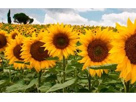 Comienza la recolección del girasol con un aumento de producción del 50% pero apenas se cubrirán los gastos