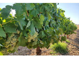 Comienza la vendimia en El Progreso de Villarrubia de los Ojos y VIDASOL