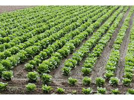 ¿Cómo la agricultura ecológica ayuda a la salud del suelo?