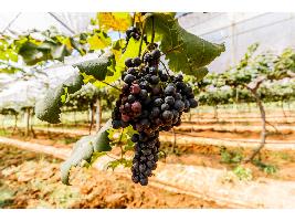 Continúa el pago de indemnizaciones a los productores de uva de vino y se alcanza los 89 millones abonados en los últimos días