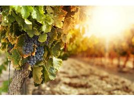 Cooperativas Agro-alimentarias de España prevé una producción vitivinícola de 35,4 Mhl en la actual campaña 2023/24
