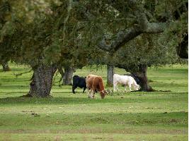 Cooperativas exige un diálogo inmediato de alto nivel en la UE y España para abordar el reto medioambiental de la agricultura y ganadería