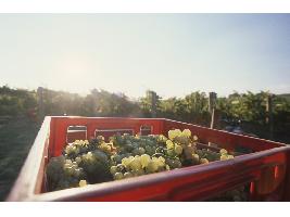 Cooperativas prevé apenas 36,3 Mhl de producción nacional de vino y mosto en la nueva campaña 2022/23