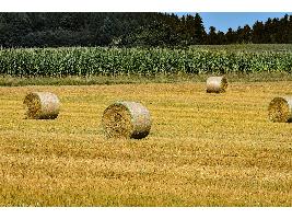 COVID-19: Los eurodiputados mejoran las medidas de la Comisión de ayuda a los agricultores a través del fondo de Desarrollo Rural de la UE