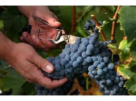 Daniel Mettyear (IWSR): “Tendencias, como el e-commerce, en la venta y consumo de vino, se mantendrán a largo plazo tras la pandemia”