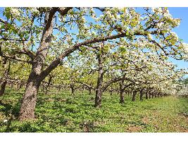 Eco-regímenes de la PAC: acceso a una agricultura rentable y sostenible para maíz, pera, caqui y tomate de industria