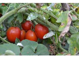 El calor no afecta al tomate extremeño, que prevé una producción normal y con precios superiores a la anterior campaña