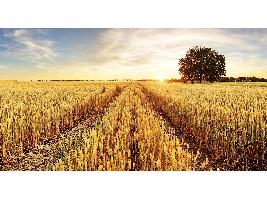El Consejo de Ministros aprueba el reparto de 130,7 millones de euros entre las CCAA para programas agrícolas, ganaderos y de desarrollo rural