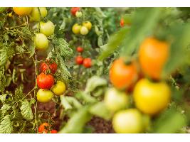 El FEGA fija los importes definitivos de las ayudas asociadas a la agricultura y ganadería de la campaña 2025
