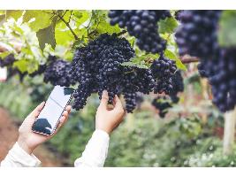 El futuro del vino es digital