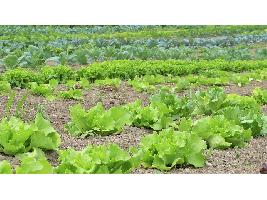 El gasto en productos ecológicos en España se incrementa un 7 % con respecto al año anterior